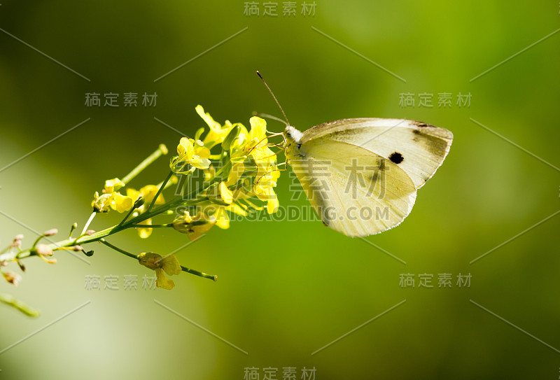 蝴蝶在大自然的一朵黄花上