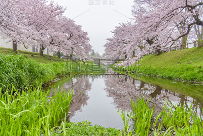 日本东京立川公园美丽的樱花和白色的桥