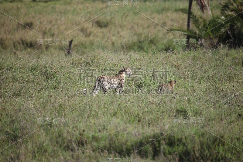 豹肯尼亚非洲大草原野生动物猫哺乳动物