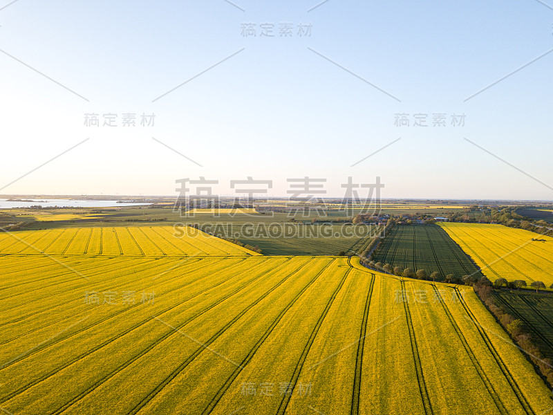 油菜籽田鸟瞰图