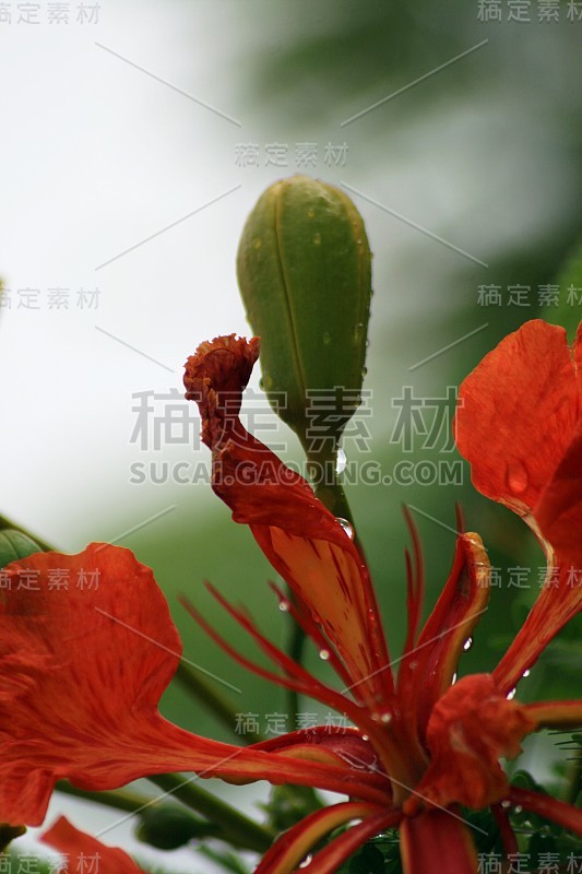 近距离的红色火焰树花与露珠