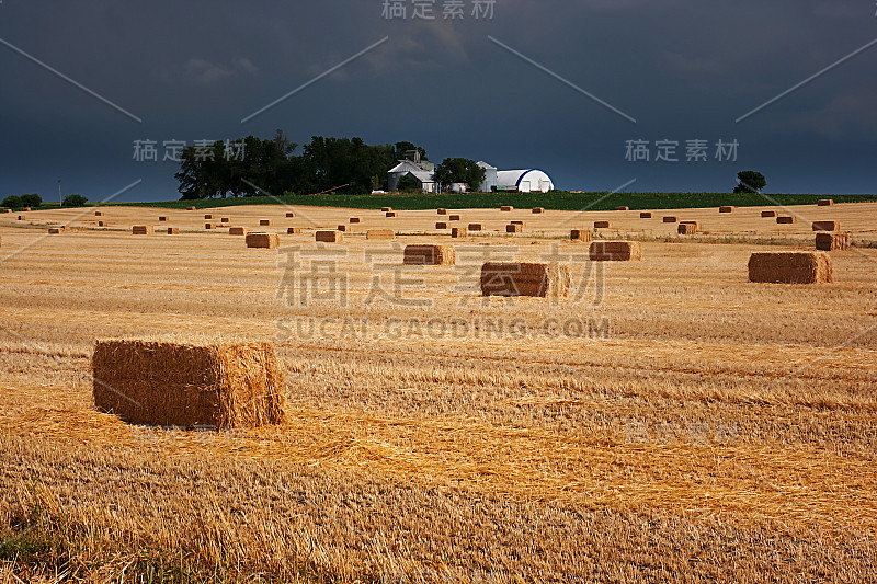 冬小麦