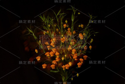 灯笼花