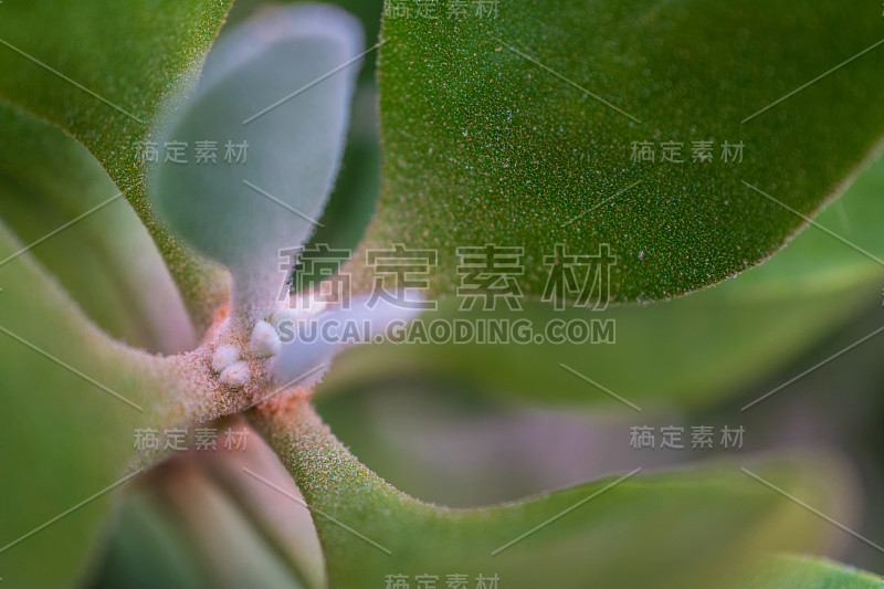 南美仙人掌(oreocereus celsianus)的宏观细节