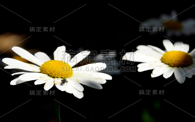 黛西