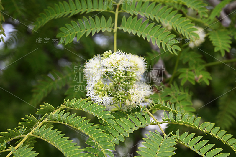 有白色芽的绿色植物。迦百农。加利利。以色列。中东地区。