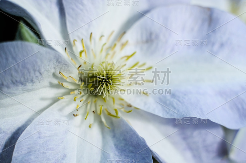 近距离开花头状花序，浅蓝色花瓣和雄蕊，雌蕊在花蕾中心/场浅深度