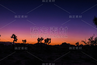 日落时的约书亚树