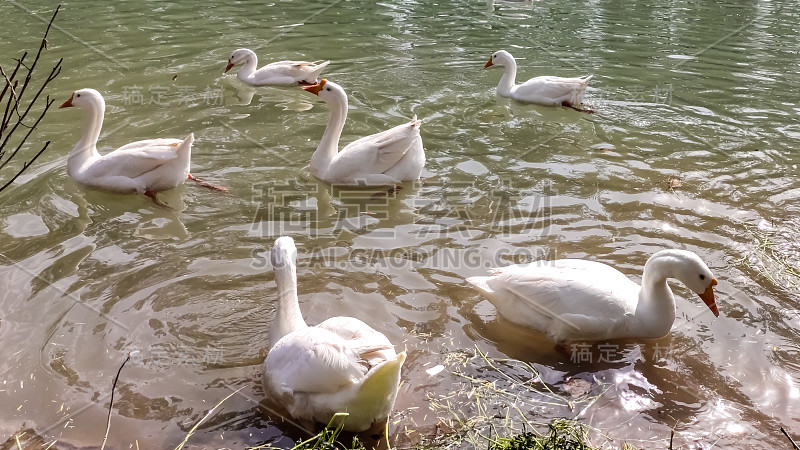 美丽的白色鸭子在印度旁遮普一条河的美丽风景