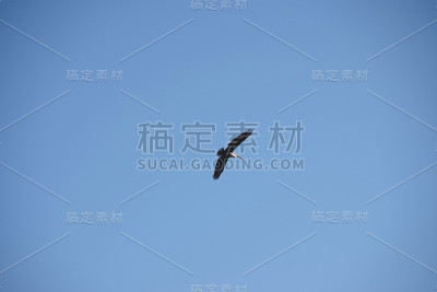鹈鹕飞行