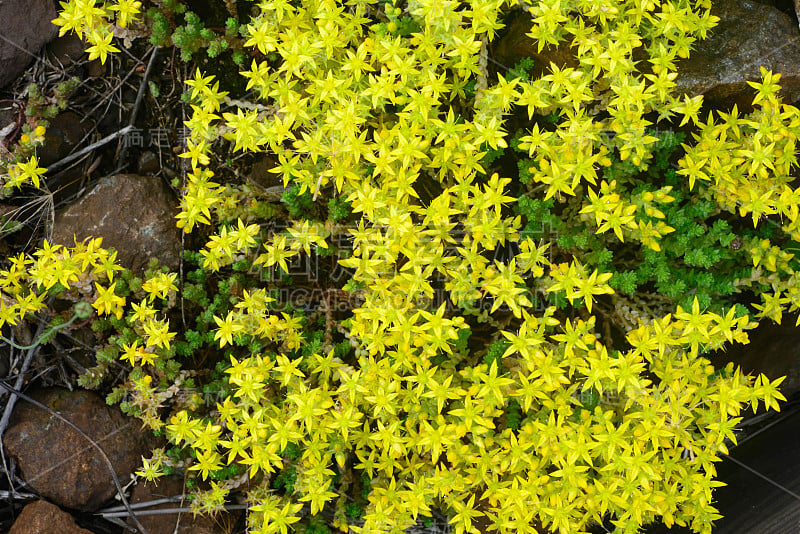 黄色石竹花特写