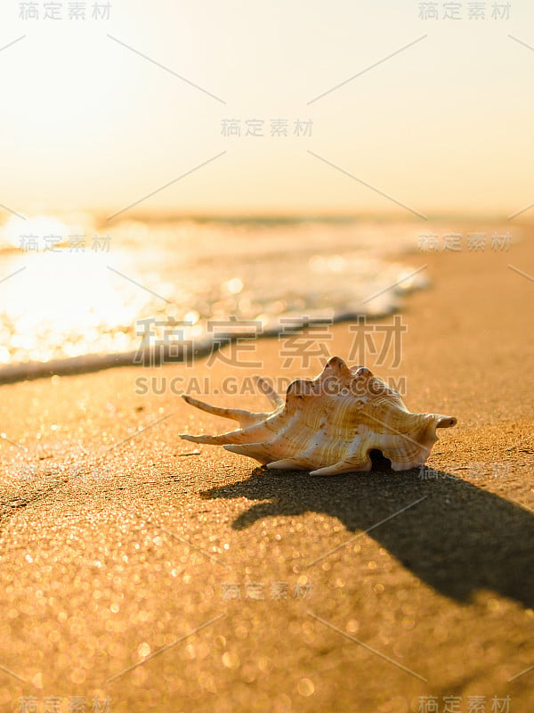 海边金色的夕阳。