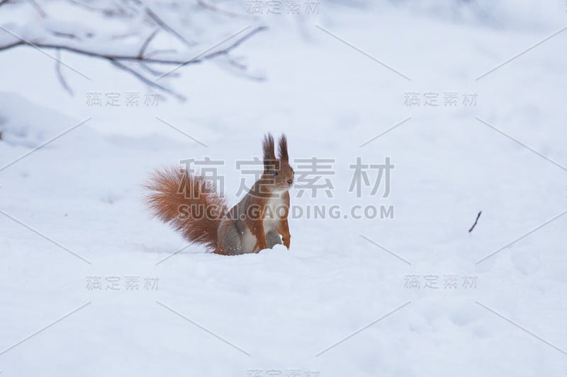 冬天，松鼠坐在雪地里