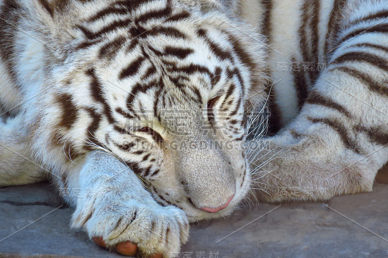 孟加拉白虎(Panthera tigris)睡觉