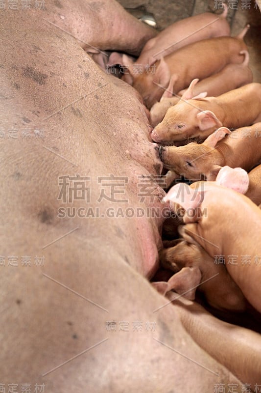 宝贝猪喂食