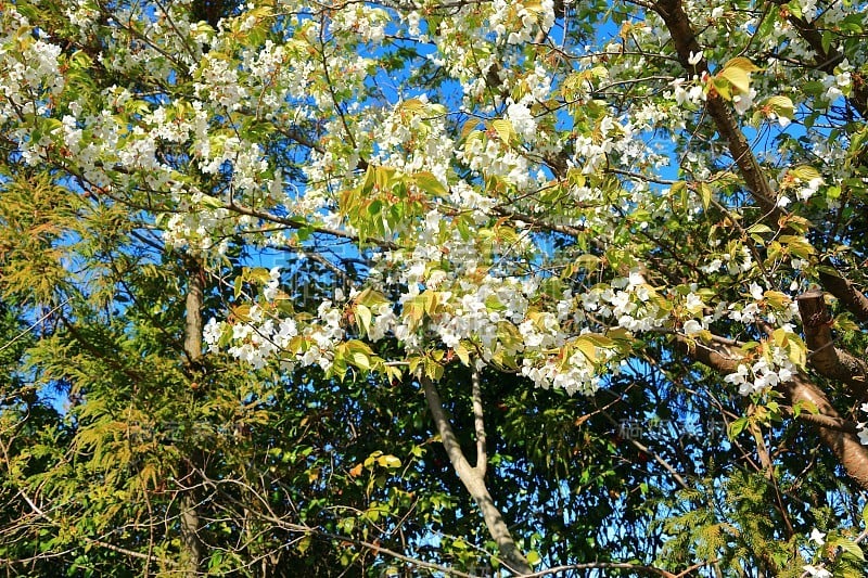 樱花、牧场、田野、樱花树、李子、油菜花、村庄、