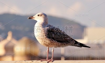 鸽子