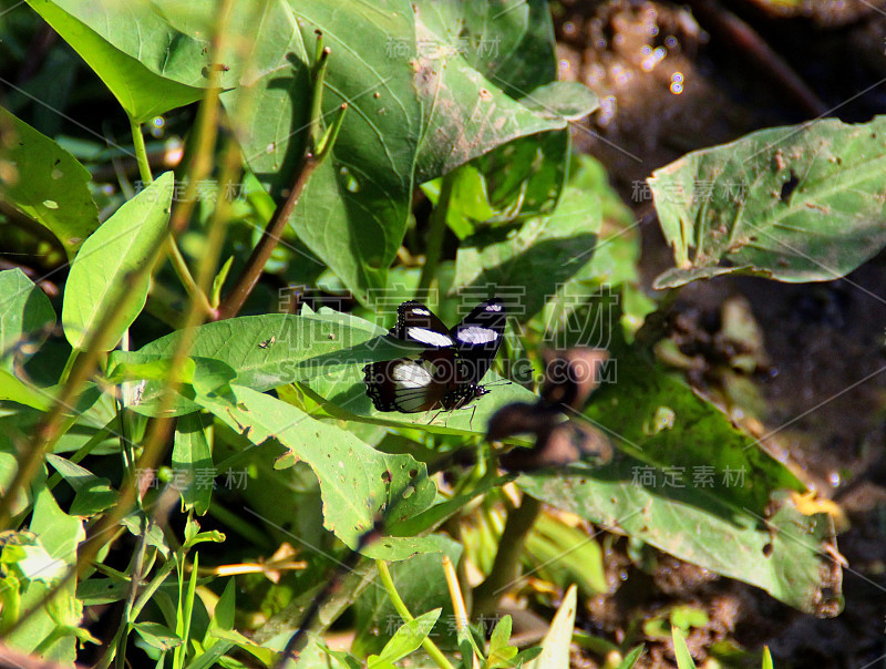 的Danaid eggfly