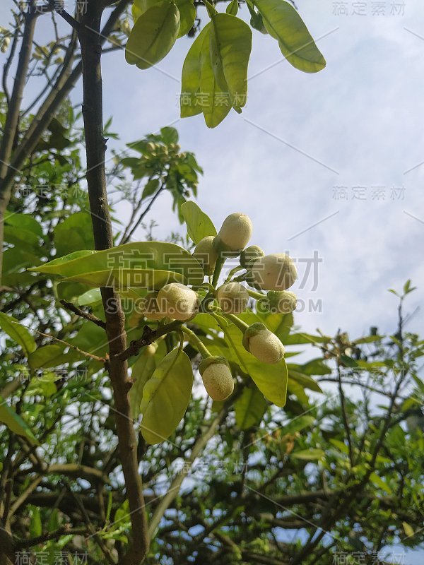 樱花树枝芽的开花背景为美丽的春花盛开的季节概念。天空的蓝色