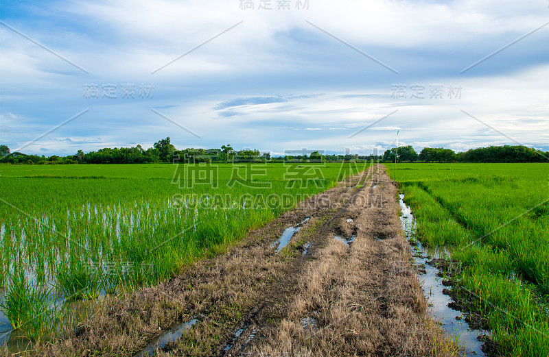 景观——道路和绿色稻田