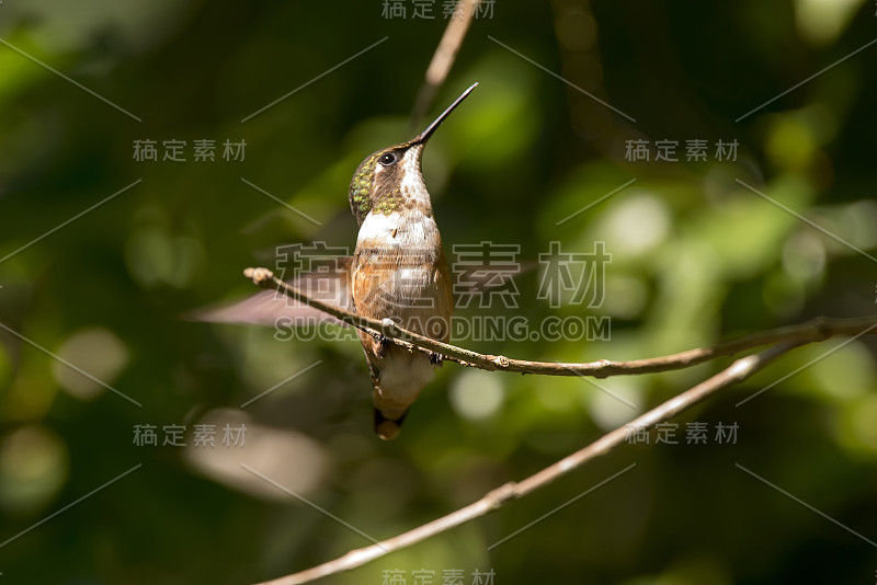 紫水晶伍德斯塔摄于圣特蕾莎，圣埃斯皮里托。