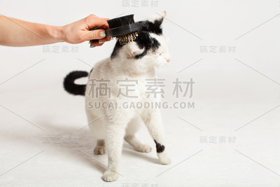 在白色的背景上梳理、抓挠一只黑白相间的猫