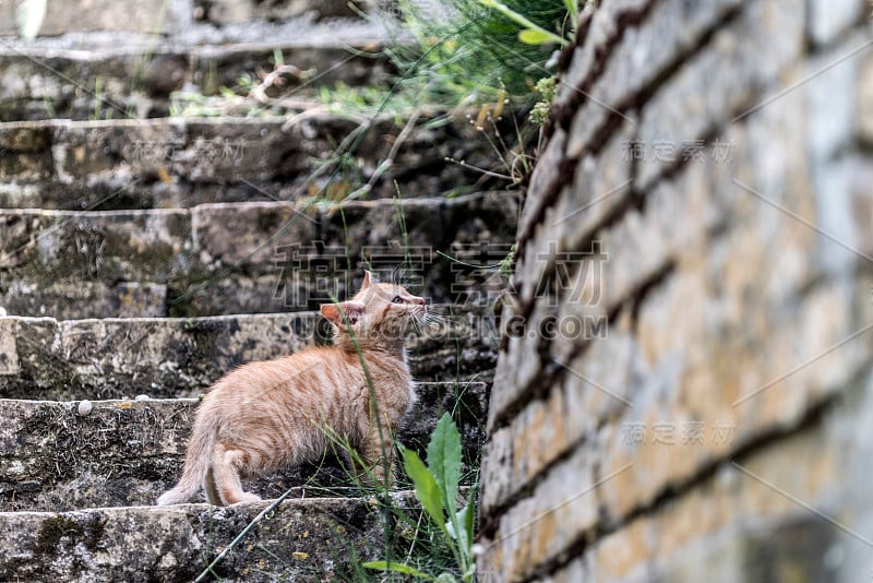 小红猫第一次体验