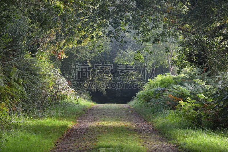 神秘的天然树拱步道在一片绿色的落叶林里