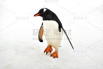 ペンギンのお散歩