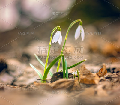 雪花莲