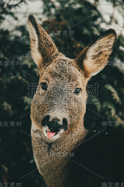 狍子