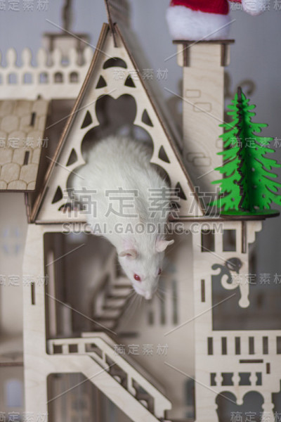 这只灰色的老鼠绕着房子跑。啮齿动物和害虫。灰色的