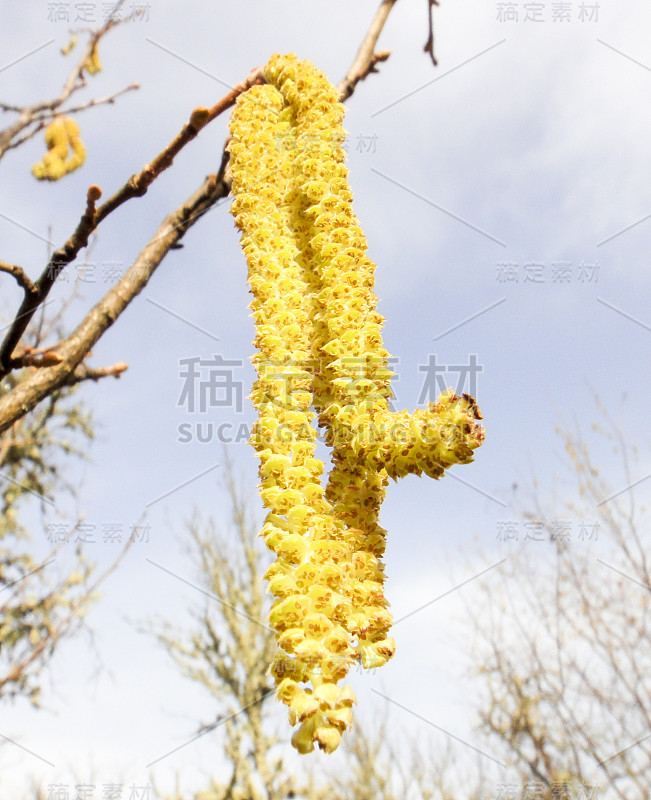 波斯尼亚森林植物