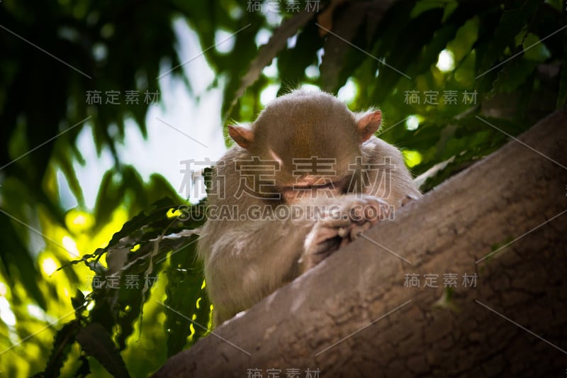 恒河猴