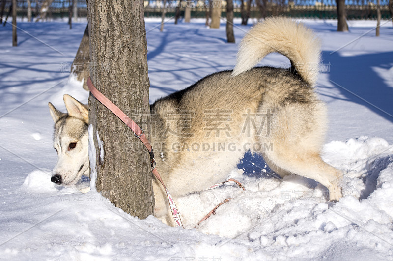 雪橇狗在玩捉迷藏
