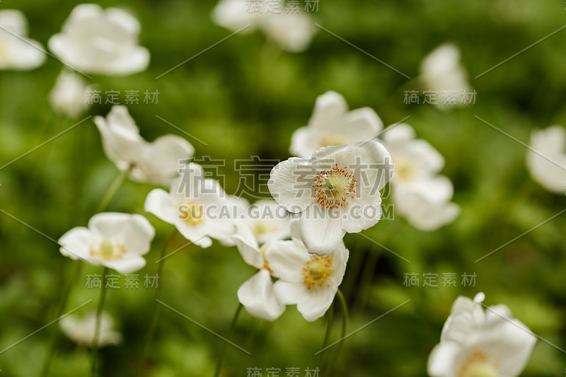 在春天的花园中，白色的春天的银莲花花在模糊的绿色背景上