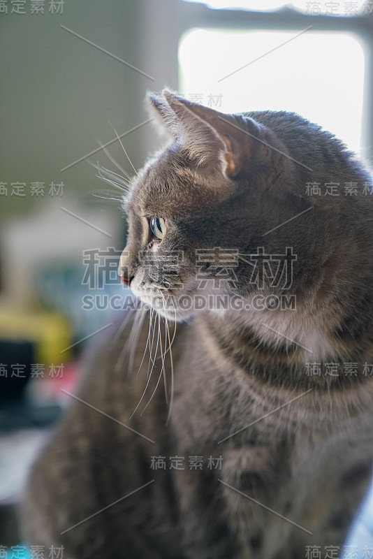 一只在家工作的猫