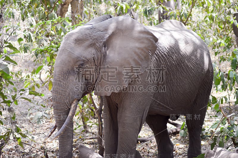 坦桑尼亚大草原上的大象