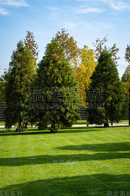 克拉斯诺达尔市公园的巨型红杉(Giant sequoiadendron)。特写镜头。三棵小树巨大的红