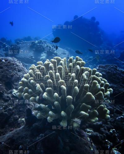 蓝色海洋里礁石上的珊瑚和鱼