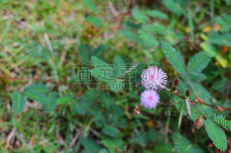 敏感植物或含羞草花困倦