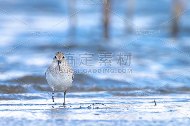 这张照片拍摄的是一只正在觅食的圆腹鸟，Calidris alpina