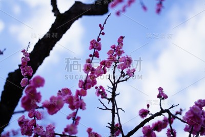 京都美丽的樱花