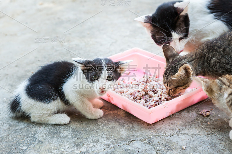 无家可归的猫和小猫咪在吃米饭