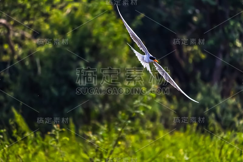 美丽的小黑头燕鸥飞翔