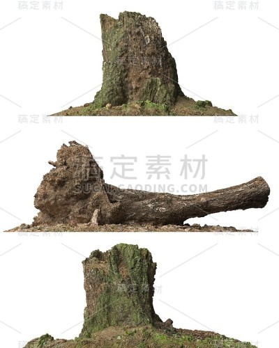 树桩死树孤立的白色3d插图