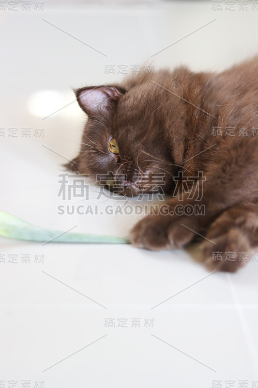 九命，猫，长毛波斯猫的肖像