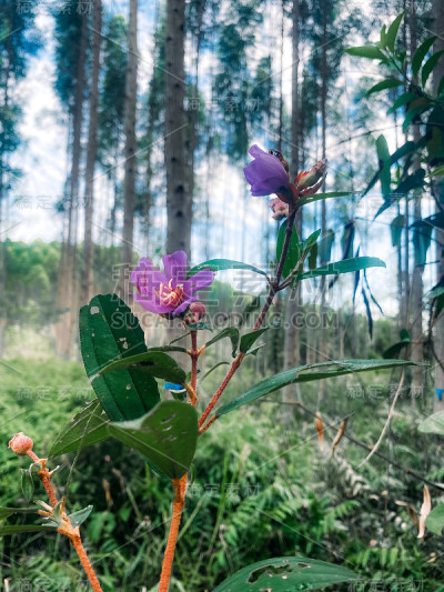 盛开的花