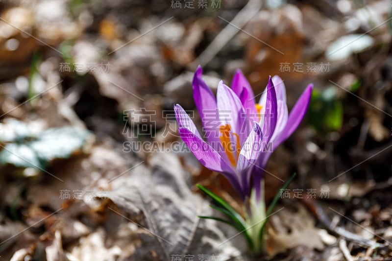 野生藏红花的花蕾。