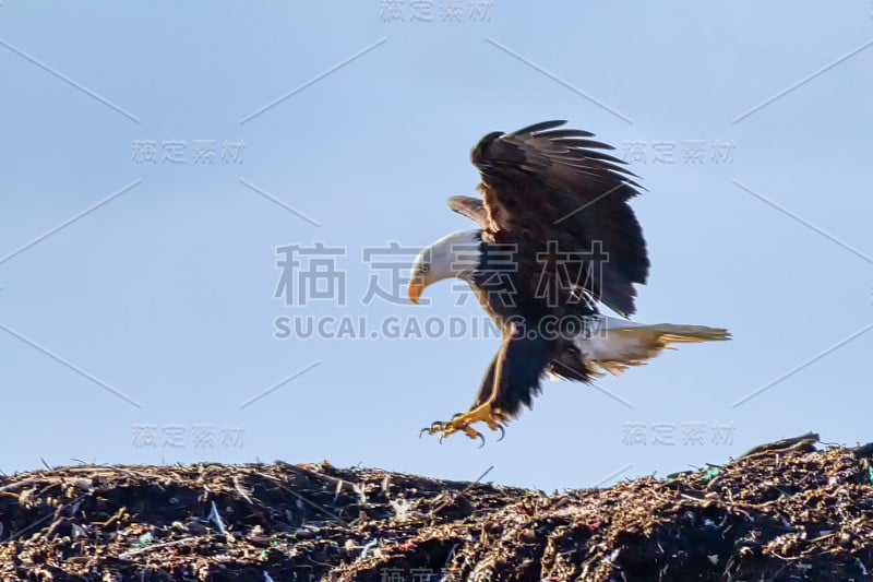 秃鹰降落在一堆土上